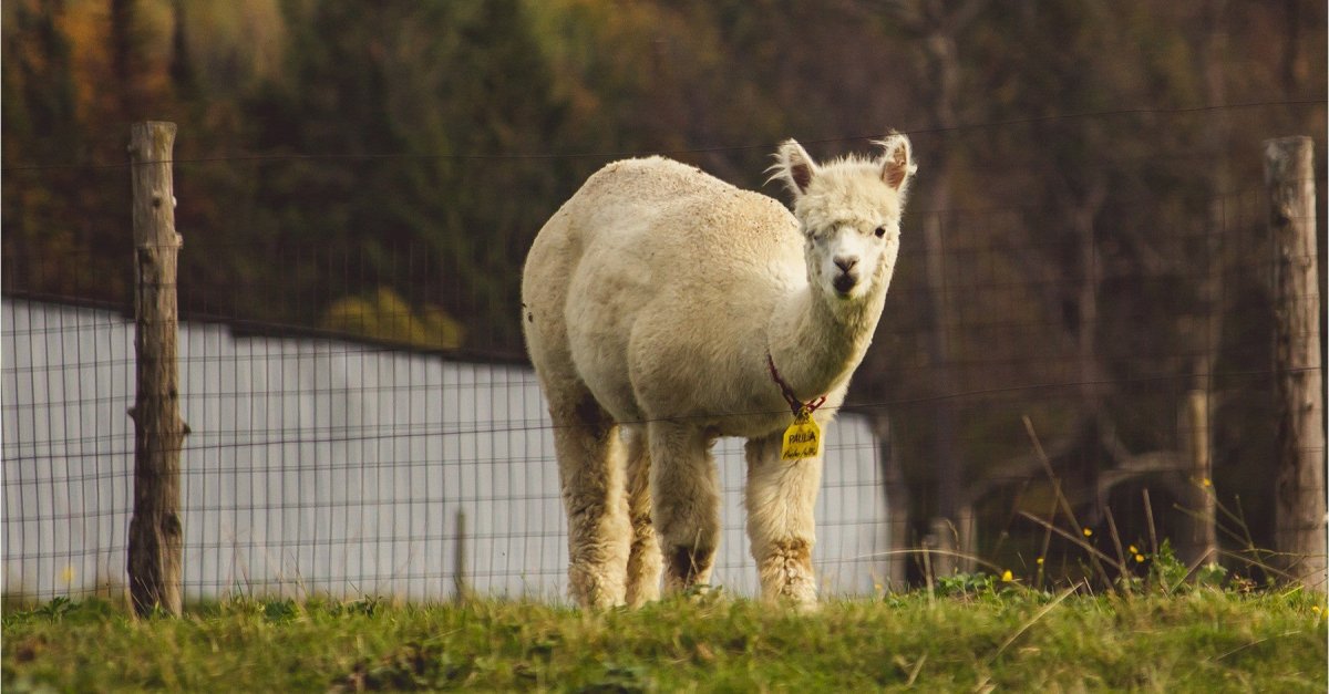 Alpaca the New Cashmere - The Cambridge Sock Company