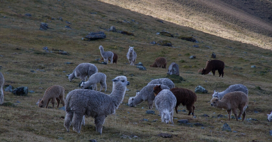 Caring for our Alpacas