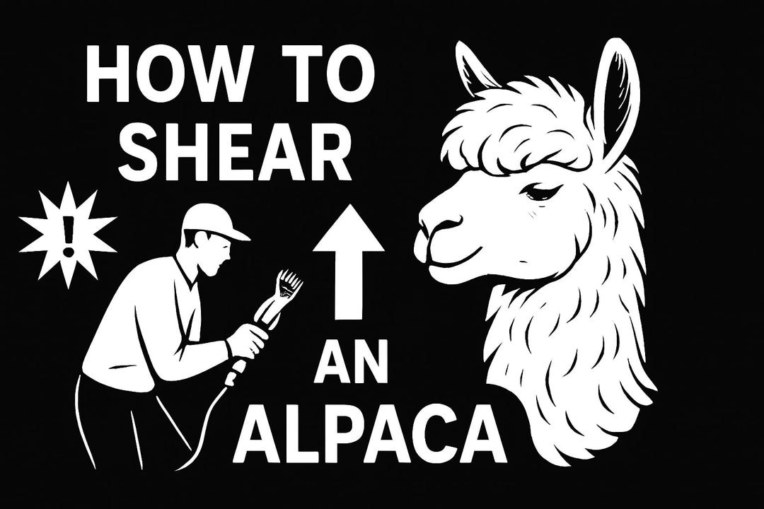 How to Shear an Alpaca: Expert Guide for 2026