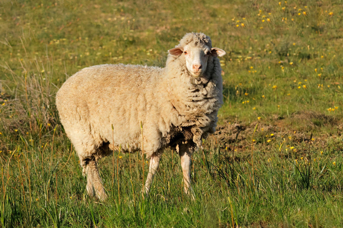 Merino sheep - source of the wool
